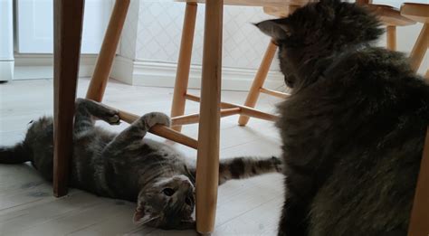 katt bråk eller lek